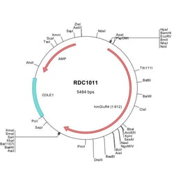 R&D Systems™ Human mGluR4 (NP_000832) VersaClone cDNA