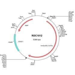 R&D Systems&trade;&nbsp;Human mGluR3 (NP_000831) VersaClone cDNA