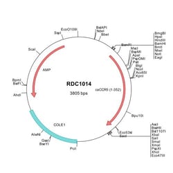 R&D Systems&trade;&nbsp;Canine CCR5 (NP_001012342) VersaClone cDNA