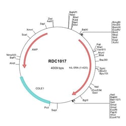 R&D Systems™ Human IL-5 R alpha/CD125 (NP_000555) VersaClone cDNA