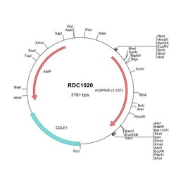 R&D Systems™ Mouse GPR26 (NP_775586) VersaClone cDNA
