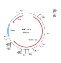 R D Systems Human ErbB2/Her2 (NP_004439) VersaClone cDNA 10 &mu;g | Buy Online | R&amp;D Systems&trade; | Fisher Scientific
