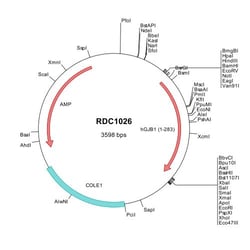 R&D Systems™ Human Connexin 32/GJB1 (NP_000157) VersaClone cDNA