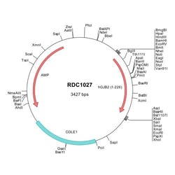 R&D Systems™ Human Connexin 26/GJB2 (NP_003995) VersaClone cDNA