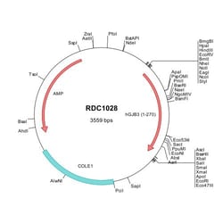 R&D Systems™ Human Connexin 31/GJB3 (NP_076872) VersaClone cDNA