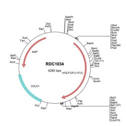 R&D Systems&trade;&nbsp;Mouse GLP-2R (NP_783612) VersaClone cDNA
