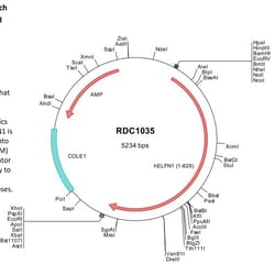 R&D Systems™ Human ELFN1 (NP_001122108) VersaClone cDNA