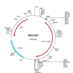 R&D Systems&trade;&nbsp;Human ST2/IL-33R (NP_057316) VersaClone cDNA