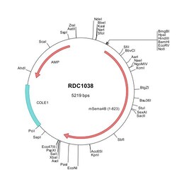 R&D Systems™ Mouse Semaphorin 4B (NP_038687) VersaClone cDNA