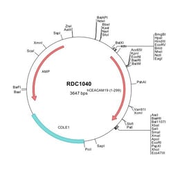 R&D Systems&trade;&nbsp;Human CEACAM-19 (NP_001121365) VersaClone cDNA