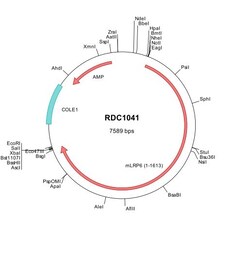 R&D Systems™ Mouse LRP-6 (NP_032540) VersaClone cDNA