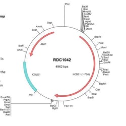 R D Systems Human CD31/PECAM-1 (AAA36429) VersaClone cDNA 10 &mu;g | Buy Online | R&amp;D Systems&trade; | Fisher Scientific