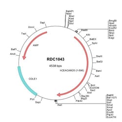 R&D Systems&trade;&nbsp;Human CEACAM-20 (NP_001096067) VersaClone cDNA