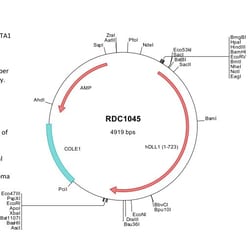 R&D Systems™ Human DLL1 (NP_005609) VersaClone cDNA
