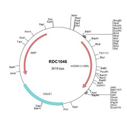 R&D Systems&trade;&nbsp;Mouse CD40/TNFRSF5 (NP_035741) VersaClone cDNA