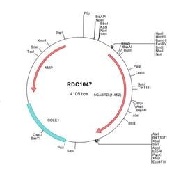 R&D Systems&trade;&nbsp;Human GABA-A R delta (NP_000806) VersaClone cDNA