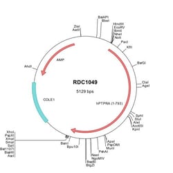 R&D Systems&trade;&nbsp;Human PTP alpha/PTPRA (NP_543030) VersaClone cDNA