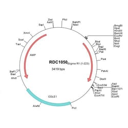 R&D Systems&trade;&nbsp;Rat Sigma-1 R (AAF08342) VersaClone cDNA