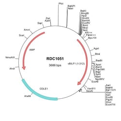 R&D Systems&trade;&nbsp;Viral BILF1 (P03208) VersaClone cDNA