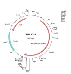 R&D Systems&trade;&nbsp;Human FGFR2 (NP_075259) VersaClone cDNA