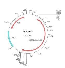 R&D Systems™ Human FGFR2 (NP_000132) VersaClone cDNA