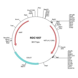R&D Systems™ Human BTLA (NP_861445) VersaClone cDNA