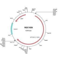 R&D Systems&trade;&nbsp;Human Patched 2/PTCH2 (NP_003729) VersaClone cDNA