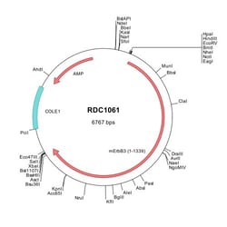R&D Systems™ Mouse ErbB3/Her3 (NP_034283) VersaClone cDNA