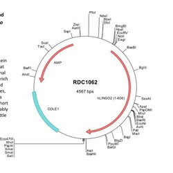 R&D Systems&trade;&nbsp;Human LINGO-2 (NP_689783) VersaClone cDNA
