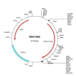 R&D Systems™ Cotton Rat CD4 VersaClone cDNA