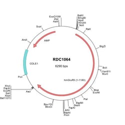 R&D Systems&trade;&nbsp;Human mGluR5 (NP_000833) VersaClone cDNA