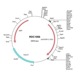 R&D Systems&trade;&nbsp;Canine CXCR4 (NP_001041491) VersaClone cDNA