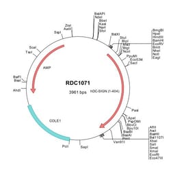 R&D Systems™ Human DC-SIGN/CD209 (NP_066978) VersaClone cDNA