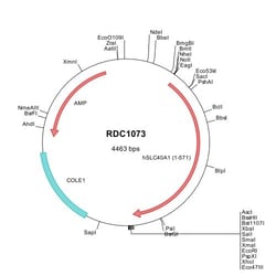 R&D Systems&trade;&nbsp;Human Ferroportin/SLC40A1 (NP_055400) VersaClone cDNA