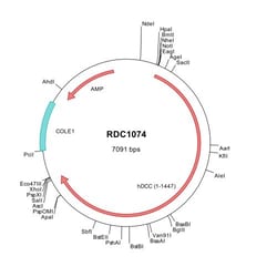 R&D Systems™ Human DCC (NP_005206) VersaClone cDNA