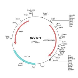 R&D Systems™ Viral ORF74 (AAB51506) VersaClone cDNA