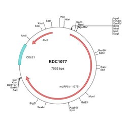 R&D Systems™ Mouse LRP-5 (NP_032539) VersaClone cDNA