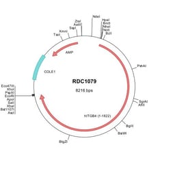 R&D Systems™ Human Integrin beta 4/CD104 (NP_000204) VersaClone cDNA