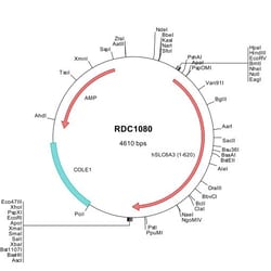 R&D Systems™ Human SLC6A3/DAT1 (NP_001035) VersaClone cDNA