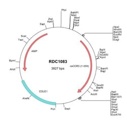 R&D Systems™ Canine CCR3 (NP_001005261) VersaClone cDNA
