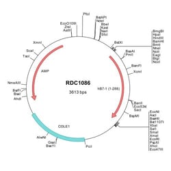 R&D Systems™ Human B7-1/CD80 (NP_005182) VersaClone cDNA