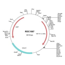 R&D Systems&trade;&nbsp;Human PD-L1/B7-H1 (NP_054862) VersaClone cDNA