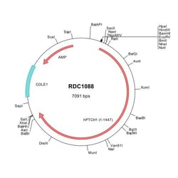 R&D Systems™ Human Patched 1/PTCH (AAC50550) VersaClone cDNA