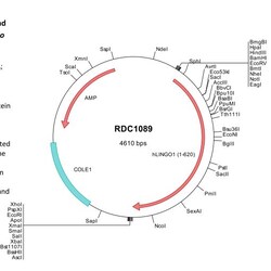 R&D Systems™ Human LINGO-1 (NP_116197) VersaClone cDNA