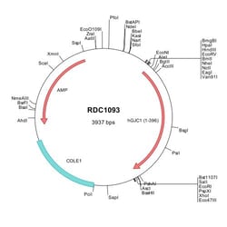 R&D Systems&trade;&nbsp;Human Connexin 45/GJC1 (NP_005488) VersaClone cDNA
