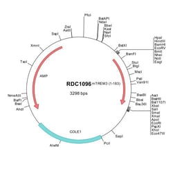 R&D Systems&trade;&nbsp;Mouse TREM-3 (NP_067382) VersaClone cDNA