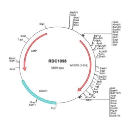 R&D Systems&trade;&nbsp;Feline CCR5 (NP_001009248) VersaClone cDNA