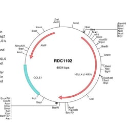R&D Systems™ Human DLL4 (NP_061947) VersaClone cDNA