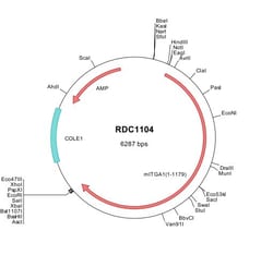 R&D Systems&trade;&nbsp;Mouse Integrin alpha 1/CD49a (NP_001028400) VersaClone cDNA