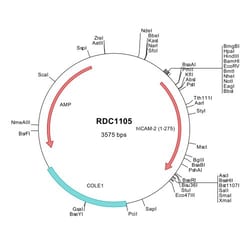 R&D Systems&trade;&nbsp;Human ICAM-2/CD102 (NP_000864) VersaClone cDNA
